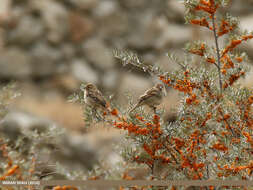 Image of Spanish Sparrow