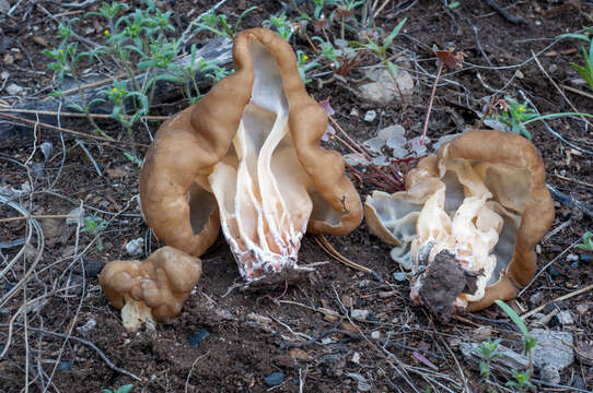 Image de Gyromitra californica (W. Phillips) Raitv. 1965