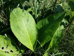 Inula helenium L. resmi