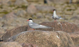 Image of Arctic Tern