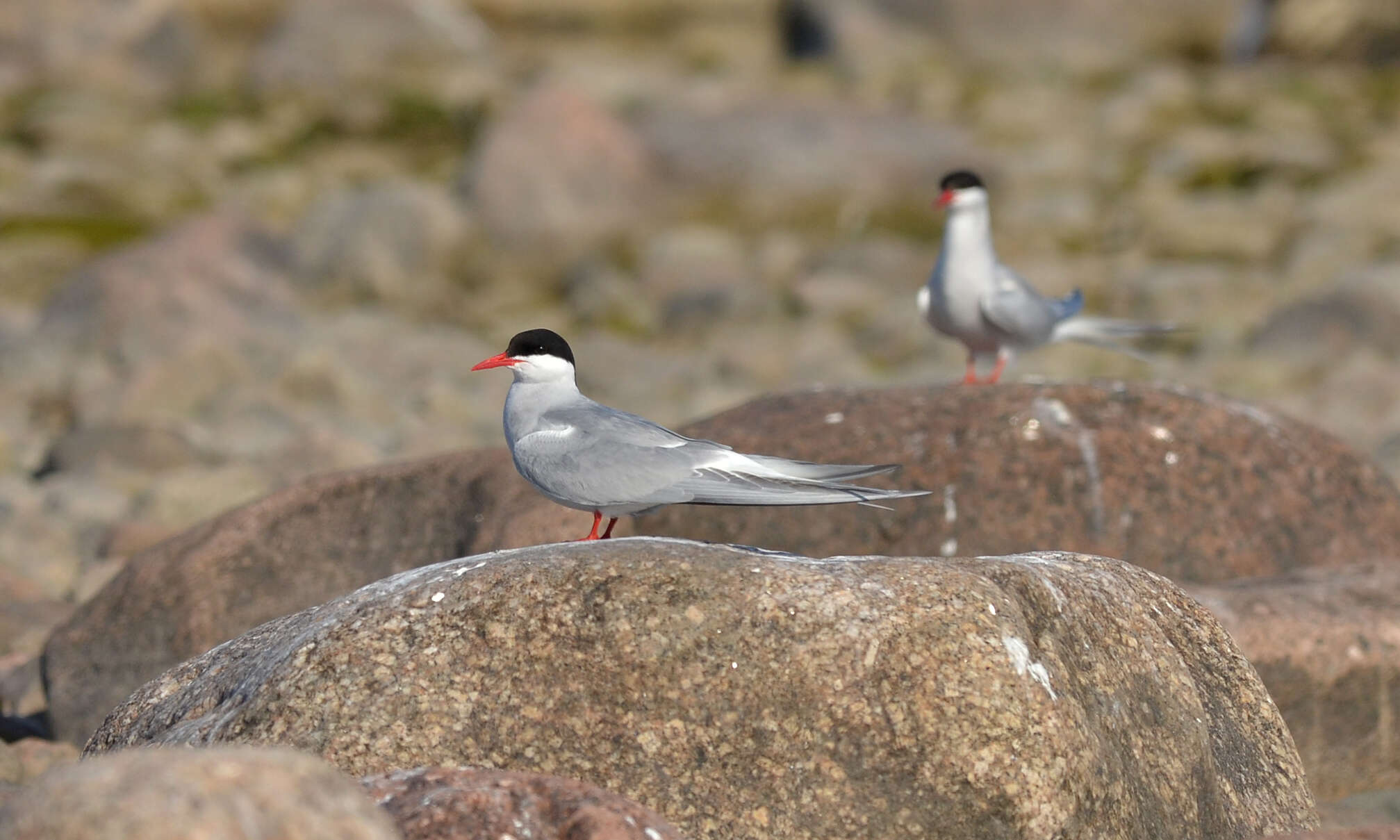 Image of Arctic Tern