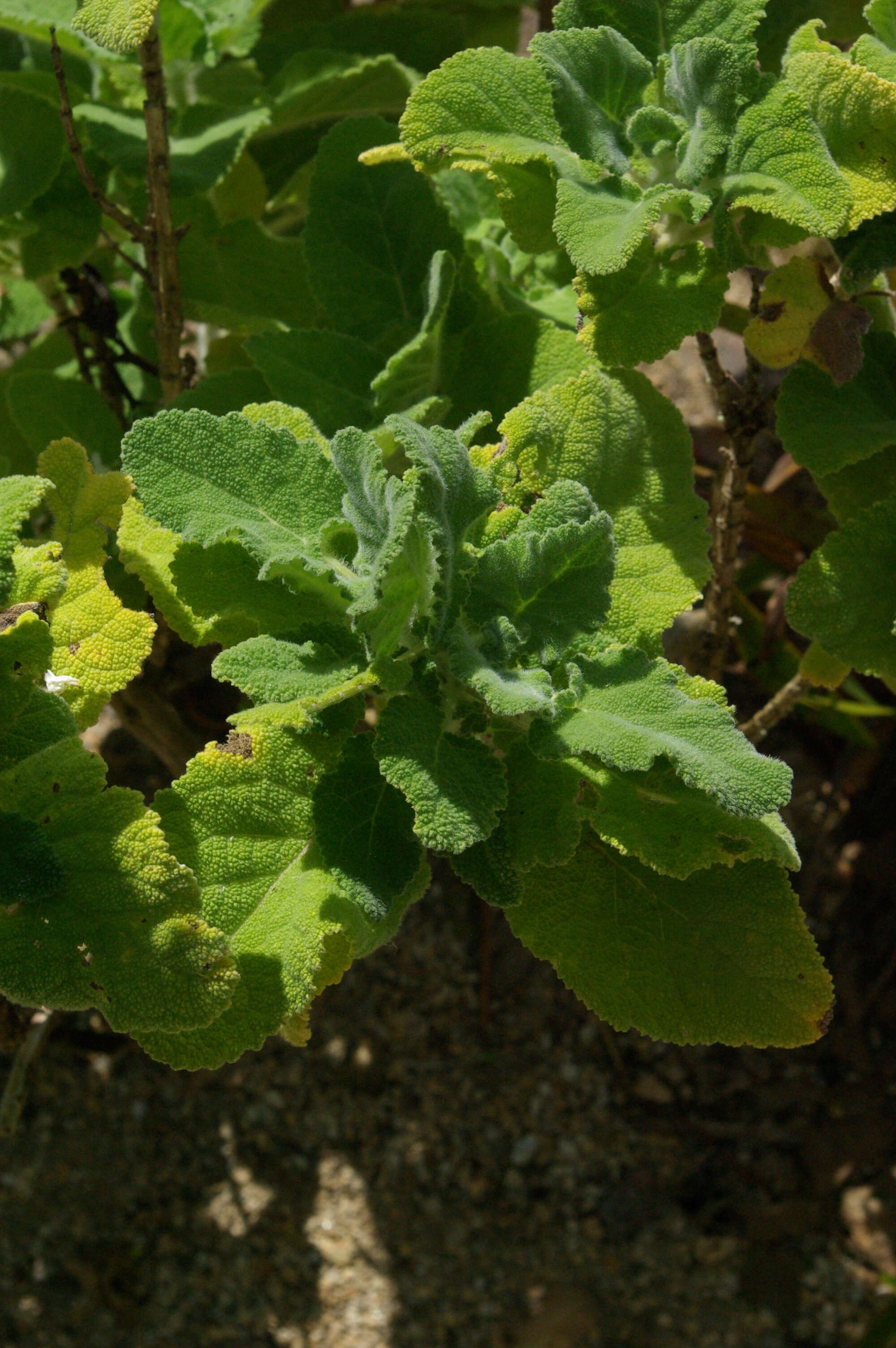 Image of Salvia desoleana Atzei & V. Picci