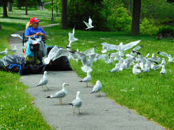 Image of Ring-billed Gull