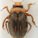 Image of Necterosoma