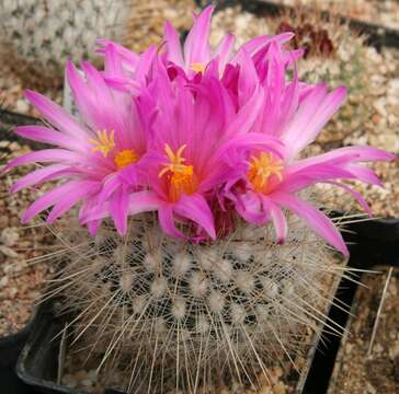 Image of Thelocactus macdowellii (Rebut ex Quehl) W. T. Marshall