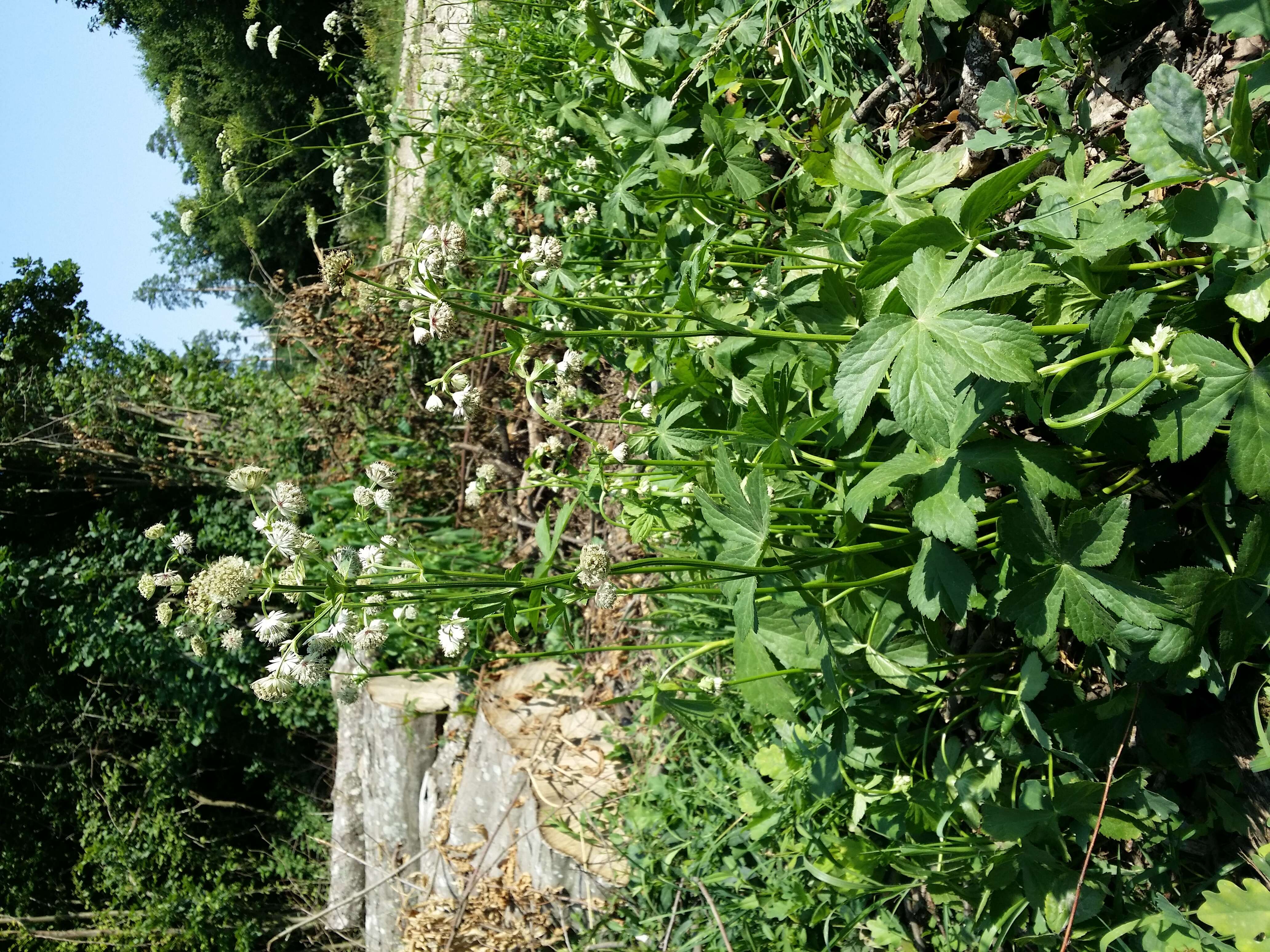 Imagem de Astrantia major L.