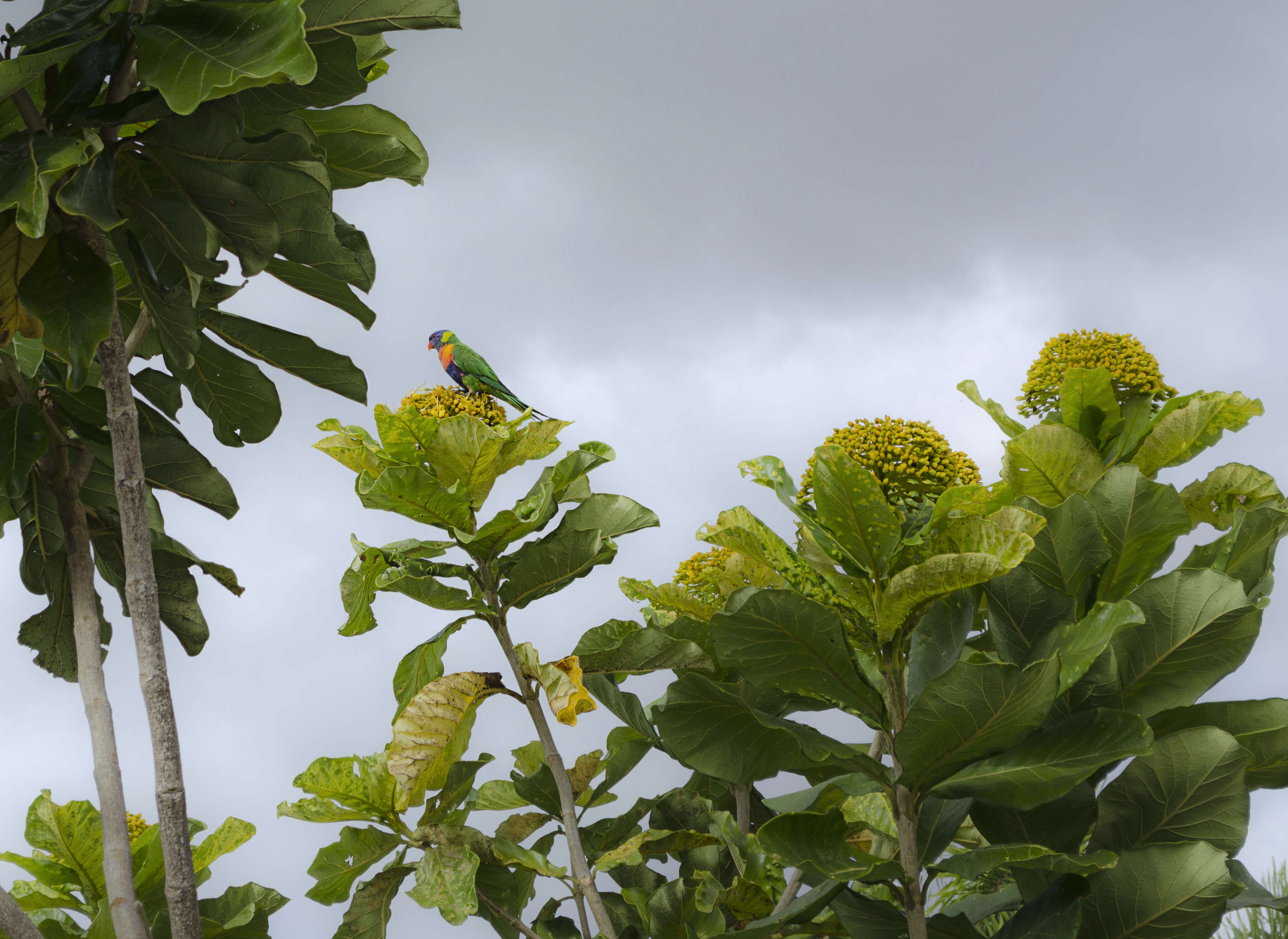 Imagem de Deplanchea tetraphylla (R. Br.) F. Muell. ex van Steenis