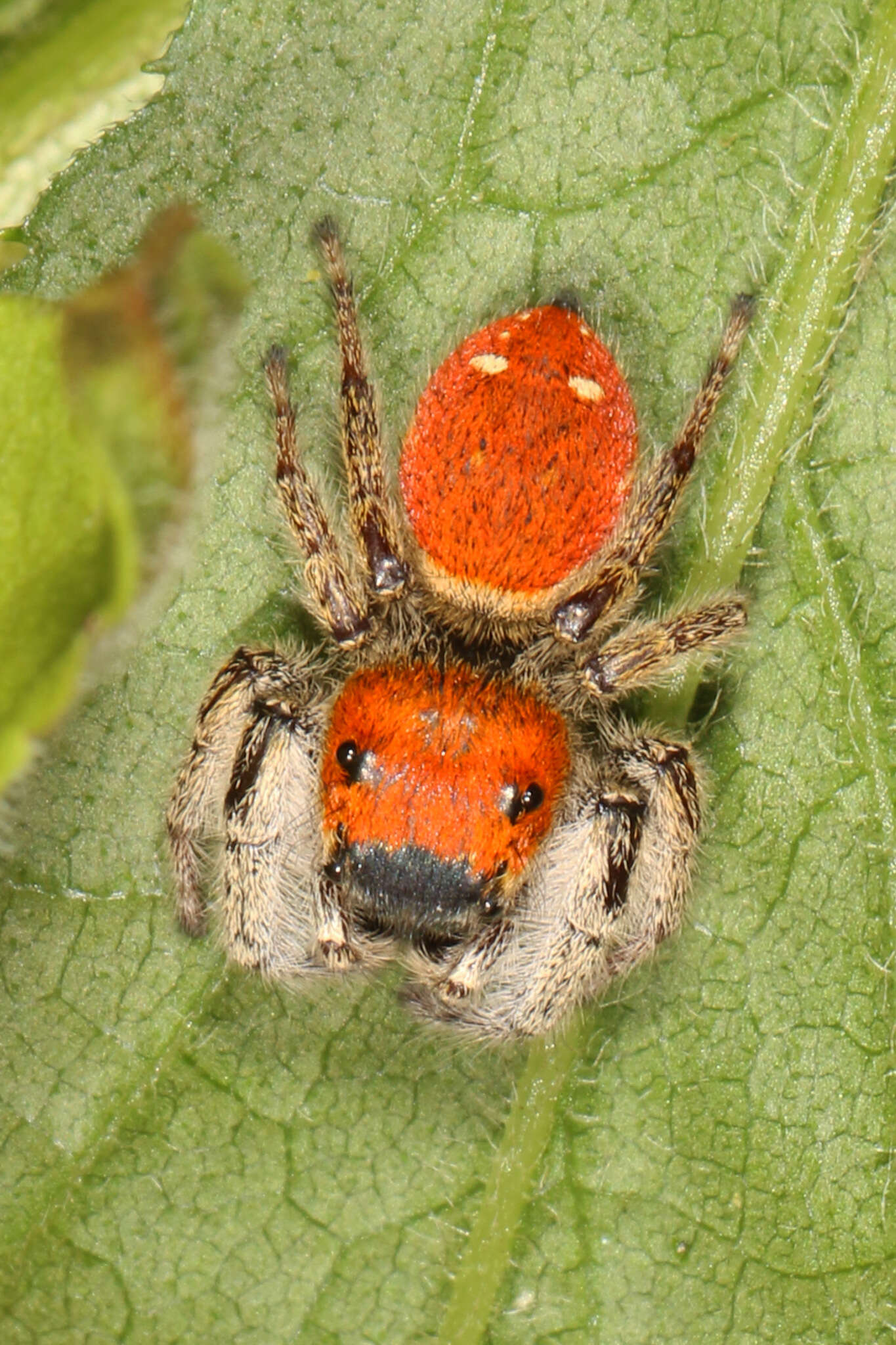 Plancia ëd Phidippus whitmani Peckham & Peckham 1909