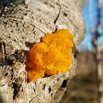 Image of Witches butter