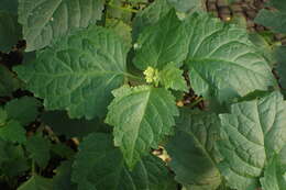 Image of patchouli