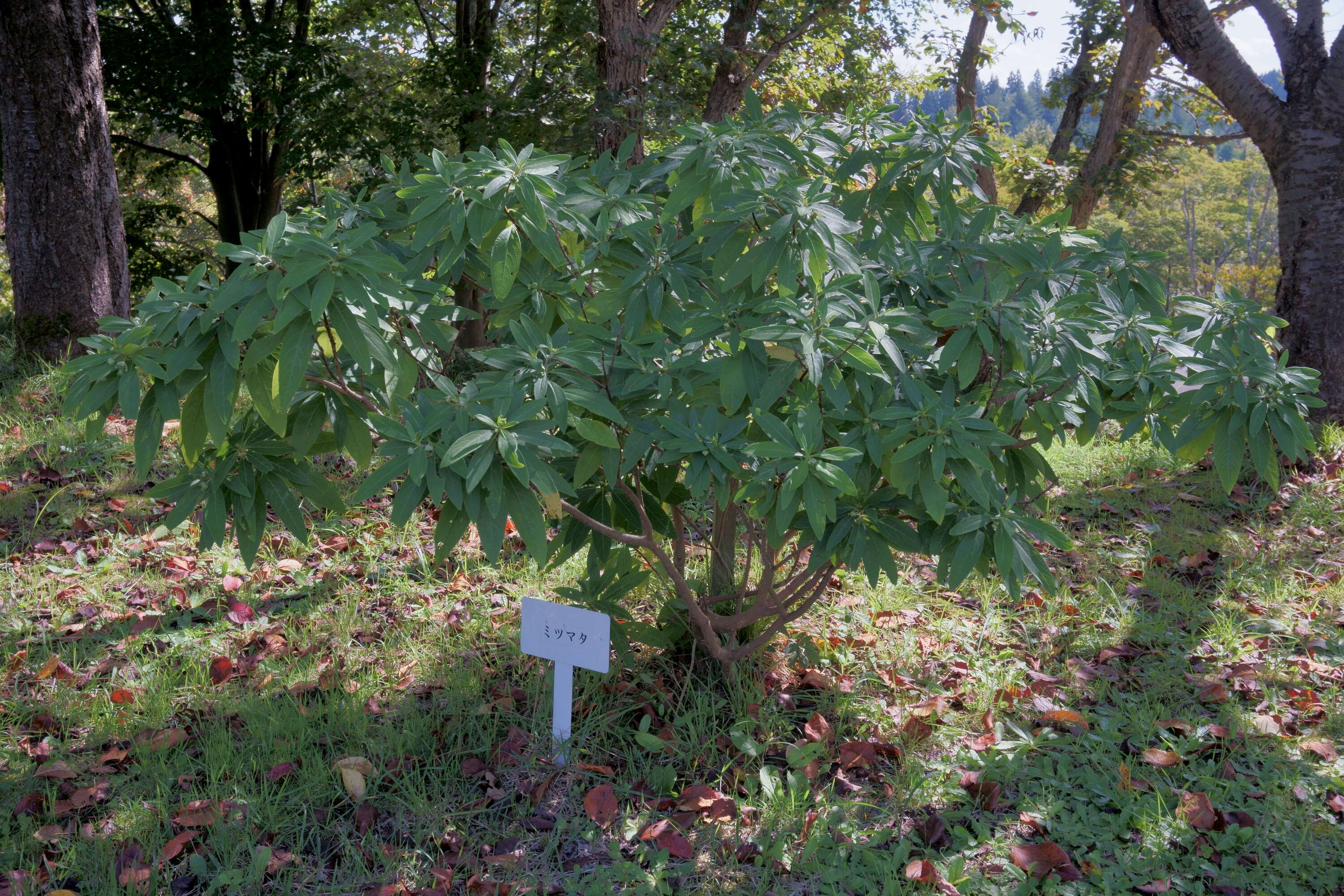 Image of Oriental paperbush