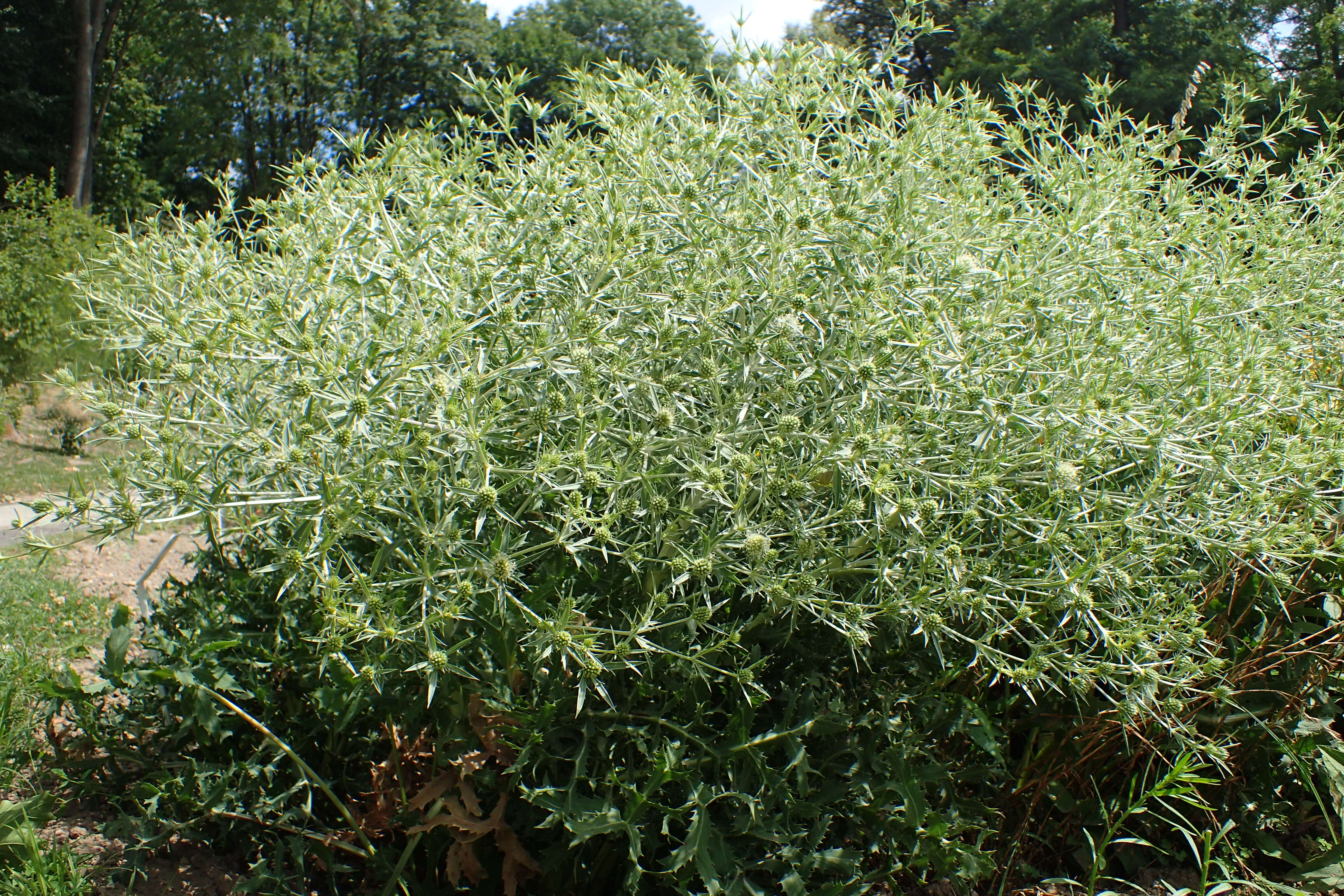 Image de chardon roulant