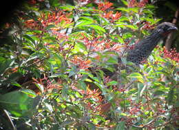 Image of Colombian Chachalaca