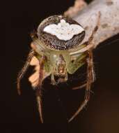 Image of Araneus miniatus (Walckenaer 1841)