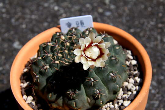 Imagem de <i>Gymnocalycium quehlianum</i>