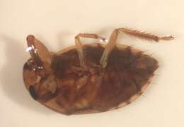 Image of Pelocoris balius La Rivers 1970