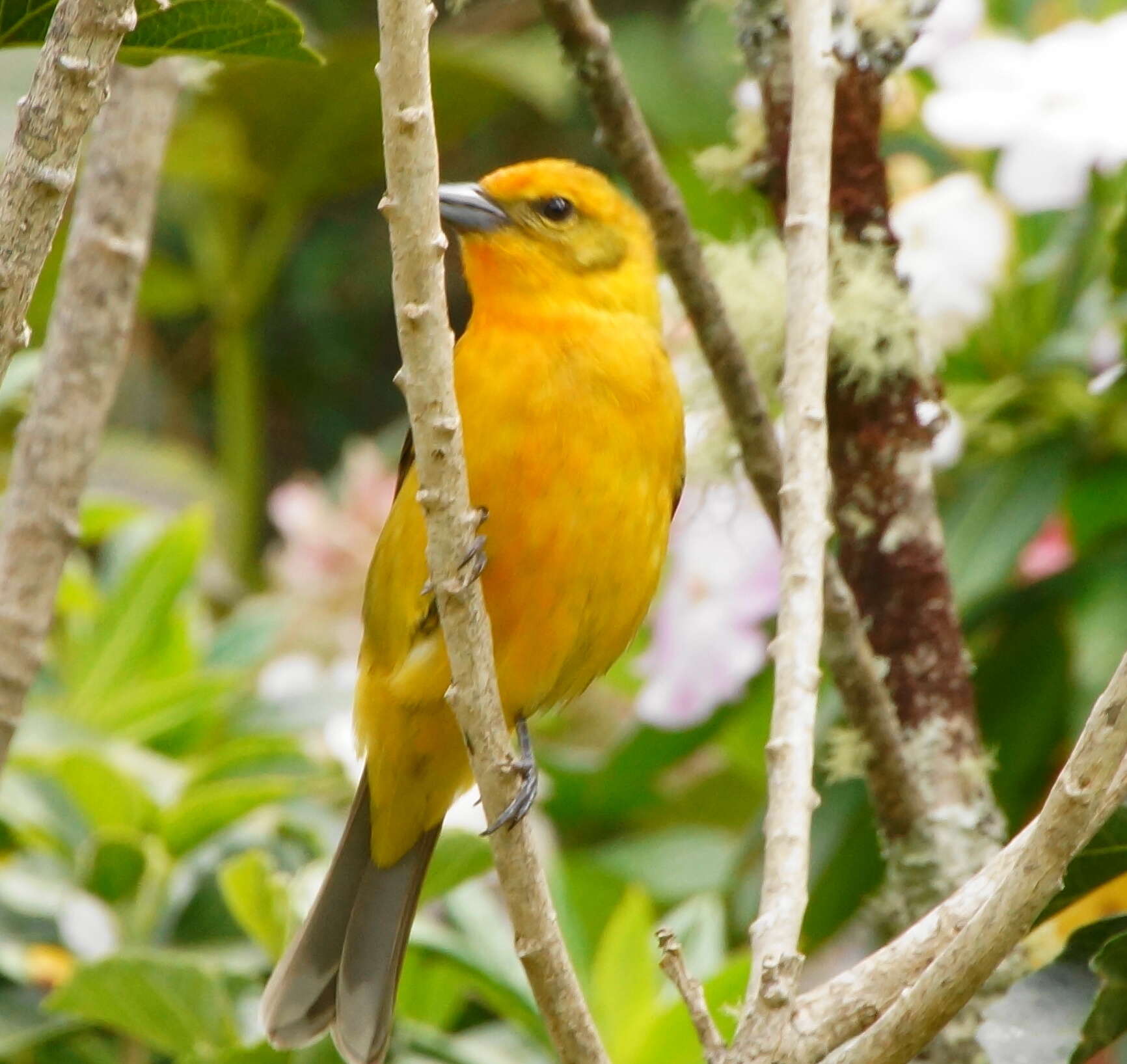 Image of Summer Tanager