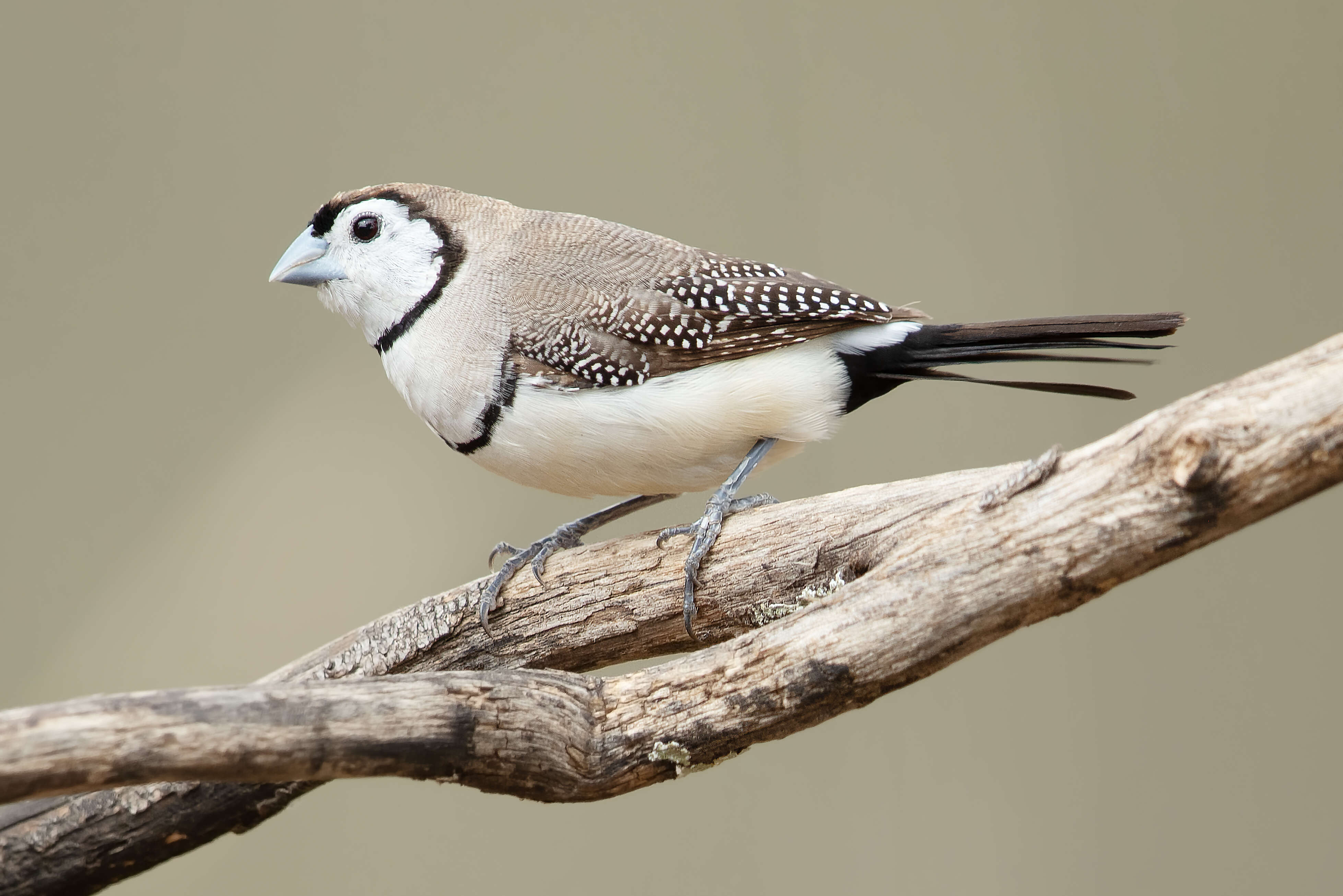 Слика од Taeniopygia bichenovii