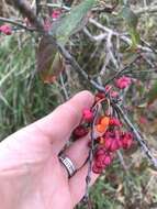 Image of Common spindle tree