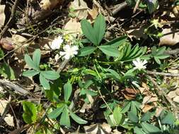 Image of White Cinquefoil