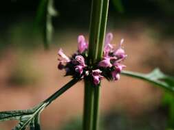 Image of Chinese motherwort