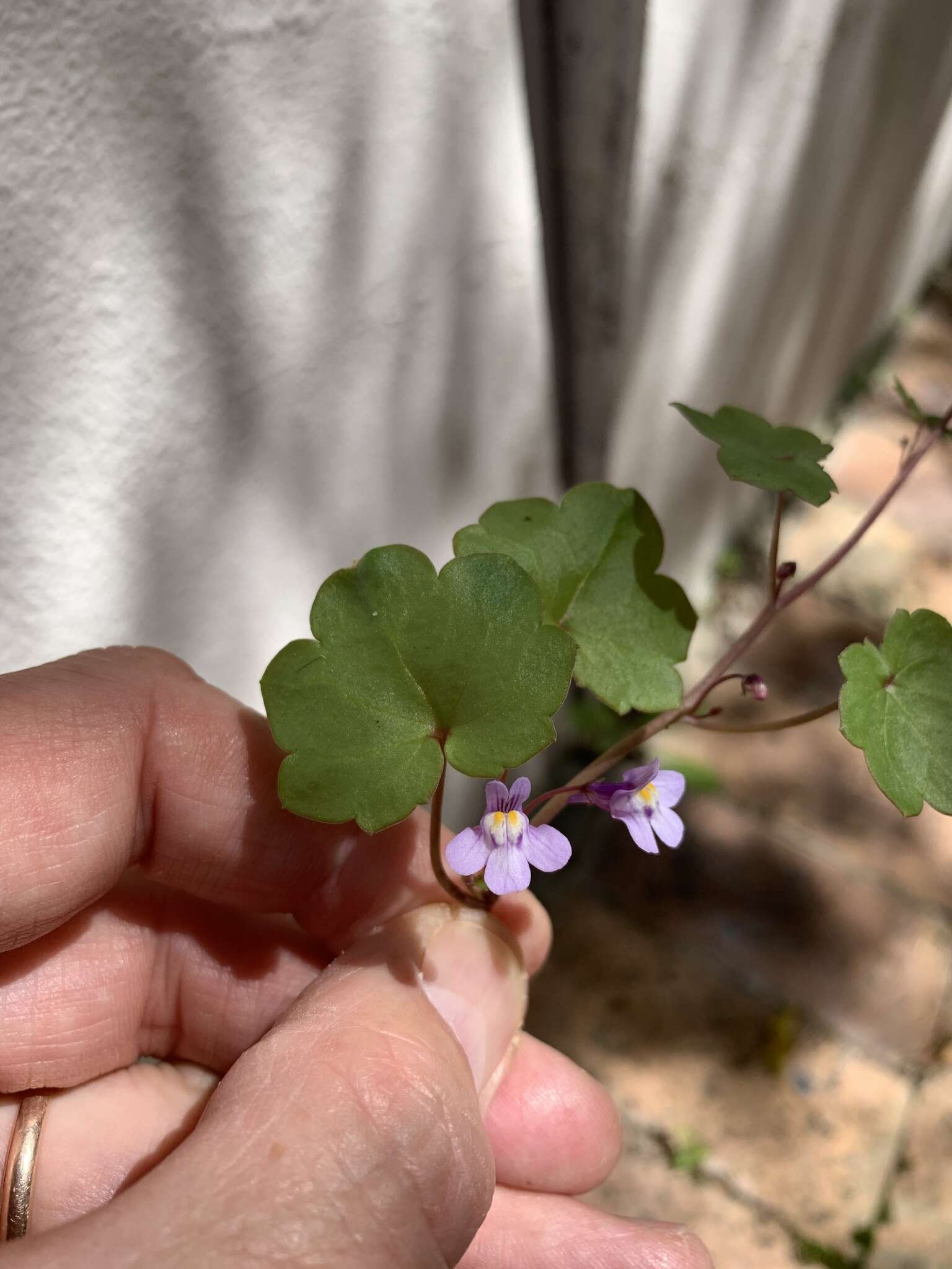 Image of Ivy-leaved Toadflax