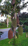 Image of fishtail palm