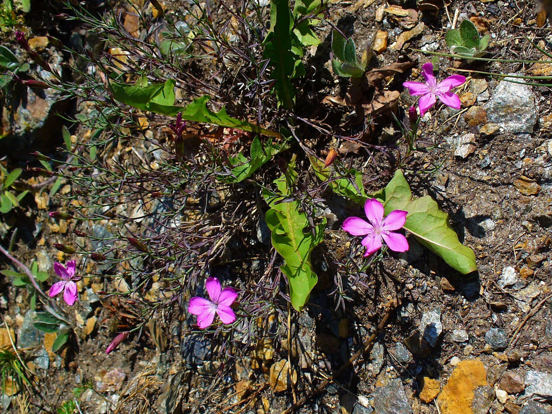 Image of Glacier Pink