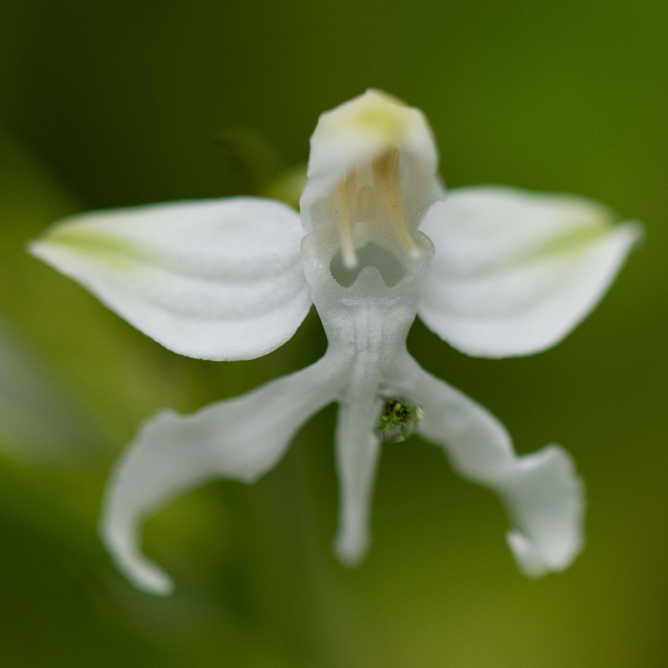 Imagem de Habenaria roxburghii Nicolson