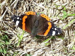 Image of Red Admiral