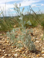 Image of Artemisia austriaca Jacq.