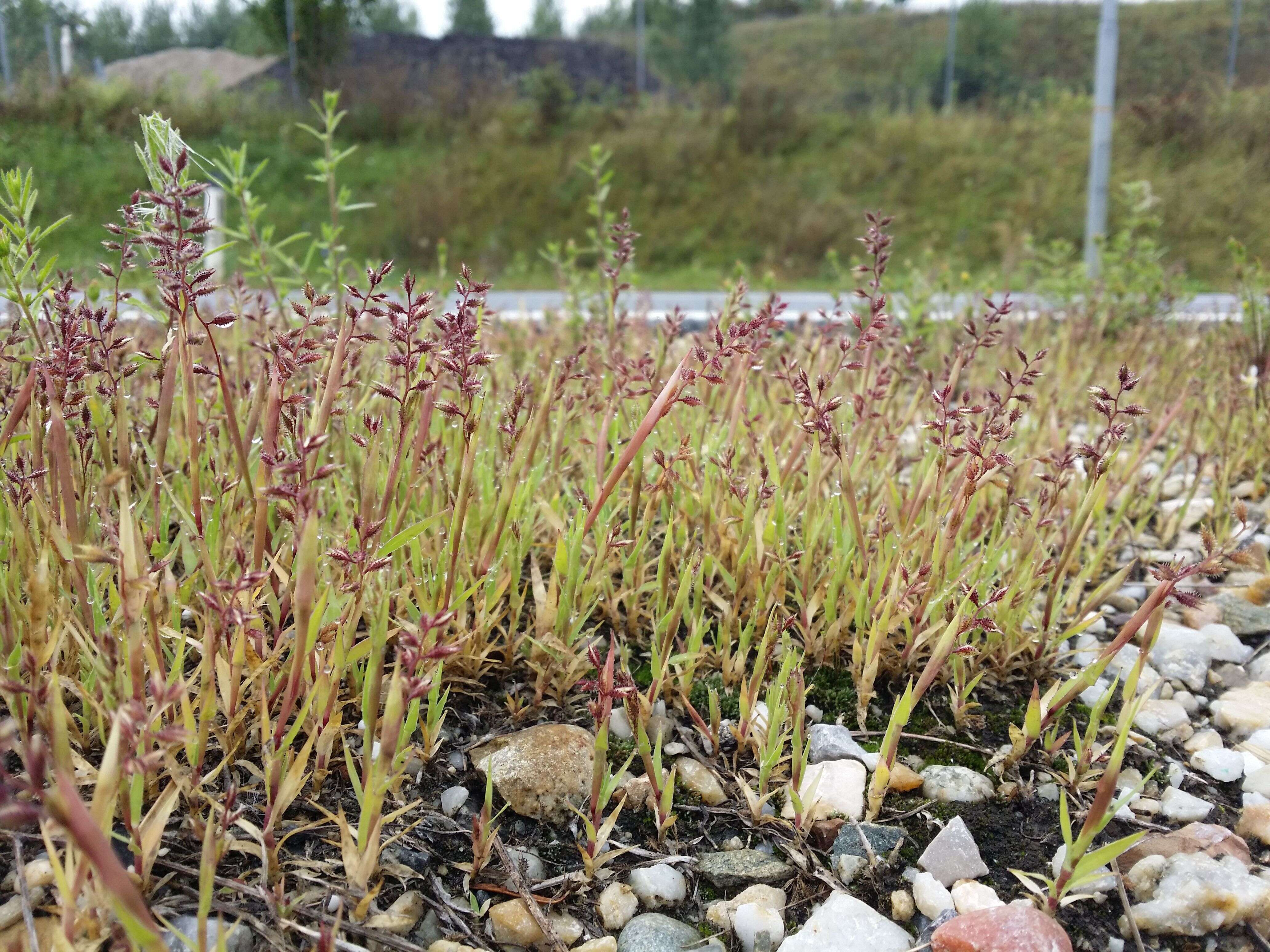 Image of stalked bur grass