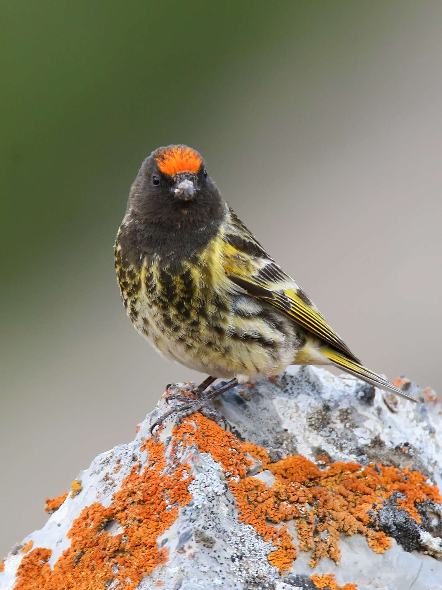 Image of Fire-fronted Serin