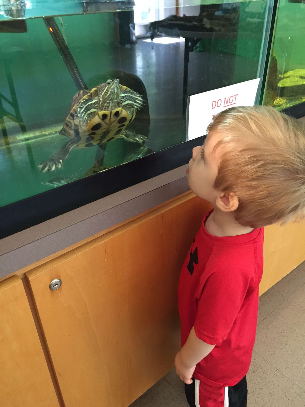 Image of slider turtle, red-eared terrapin, red-eared slider