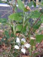 Nigella arvensis L. resmi