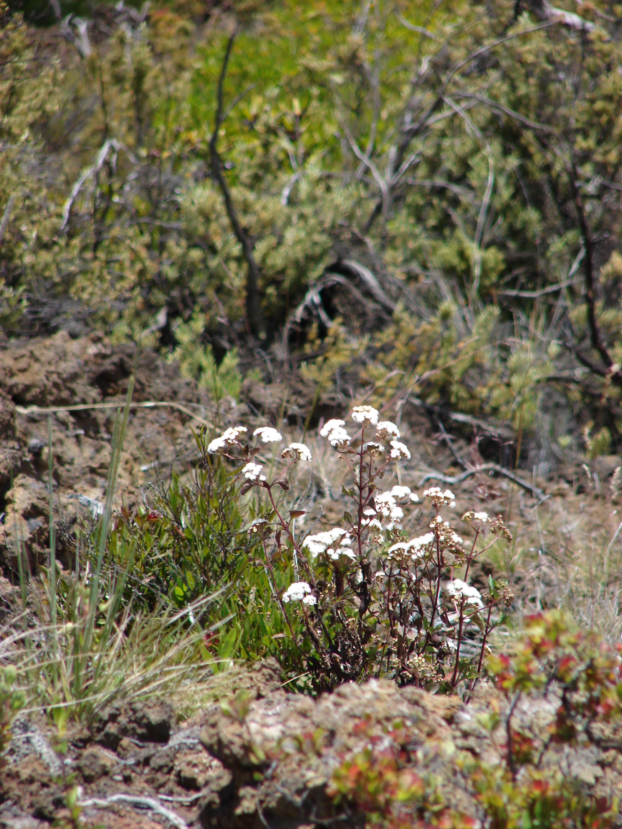 صورة Ageratina adenophora (Spreng.) R. King & H. Rob.