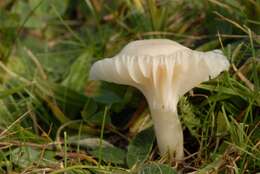Image of Snowy Waxcap