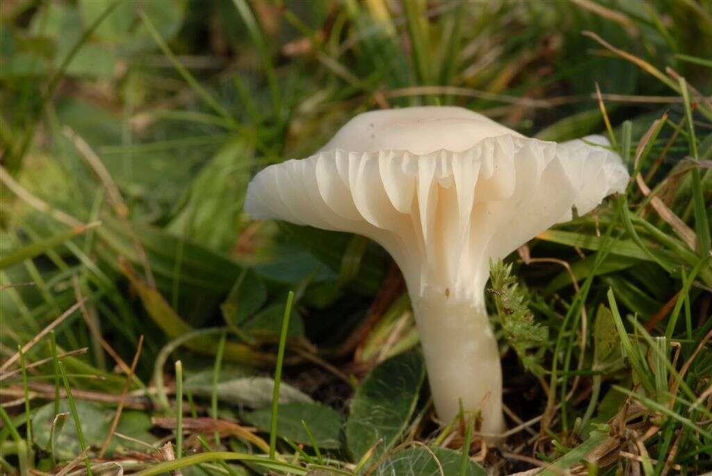 Image of Snowy Waxcap