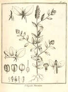 Image of Milkwort