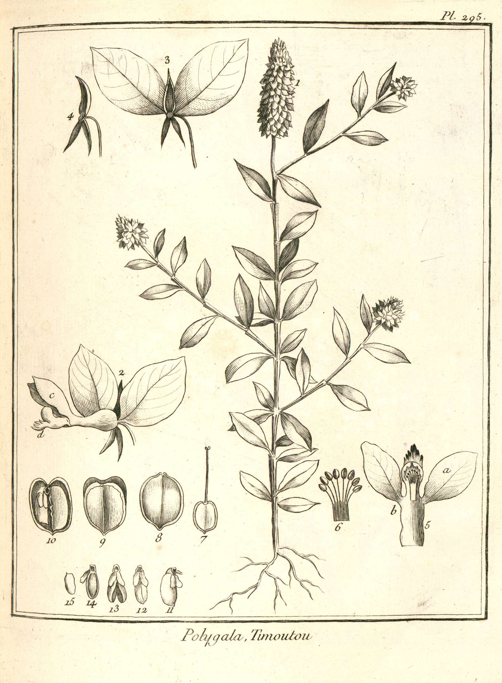 Image of Milkwort