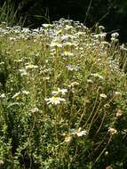 Image of Blue aster