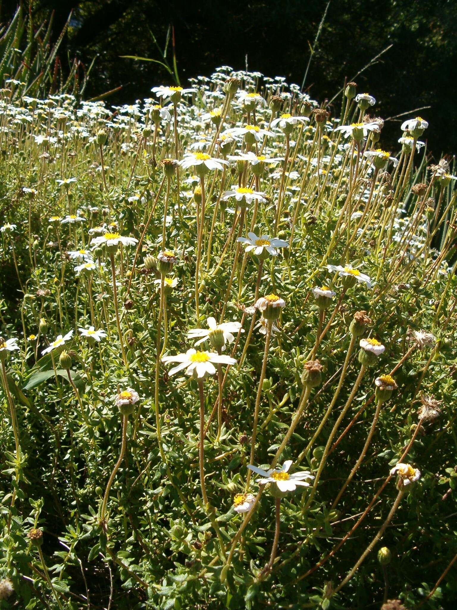 Image of Blue aster