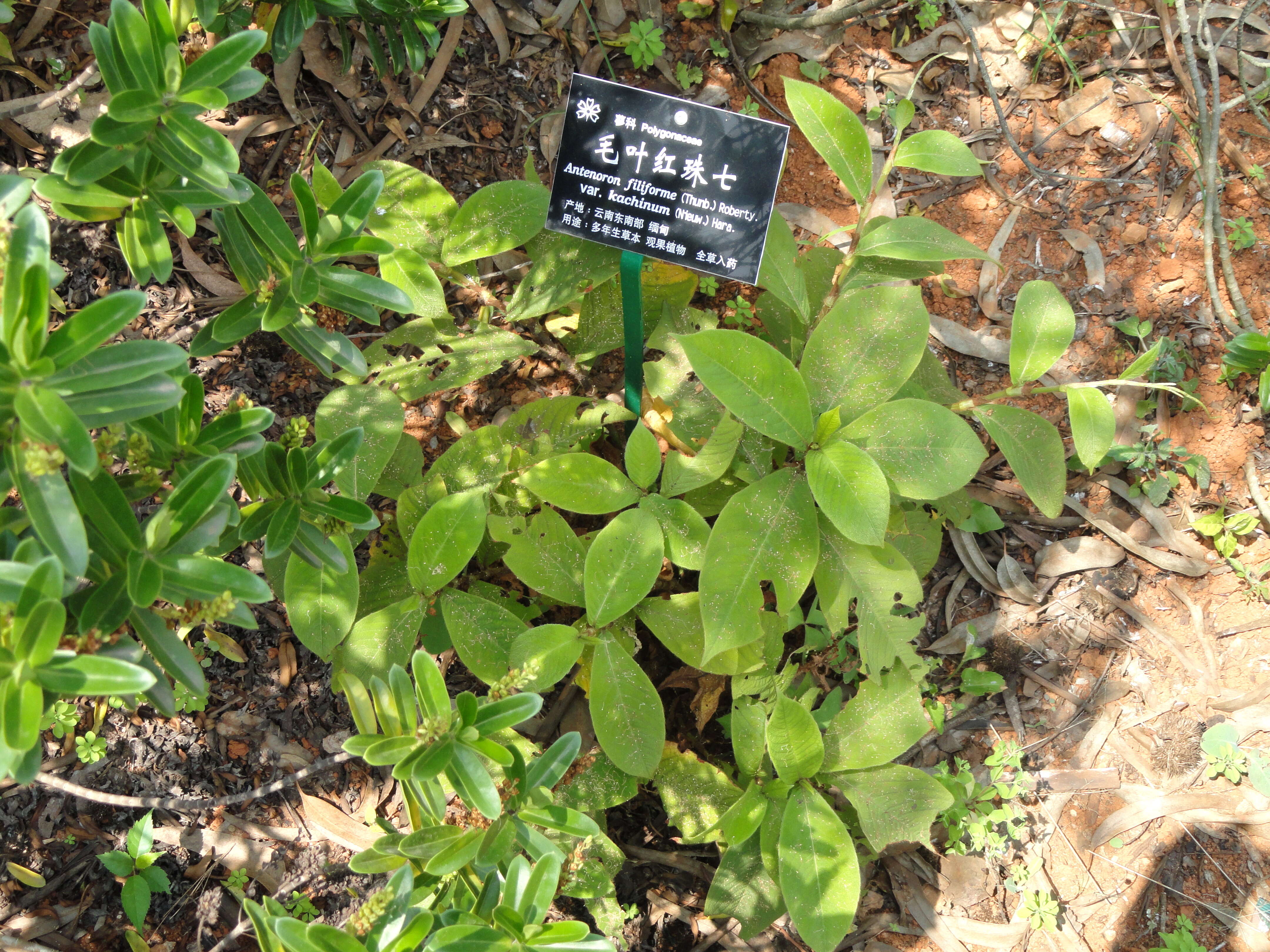 Sivun Persicaria filiformis (Thunb.) Nakai kuva