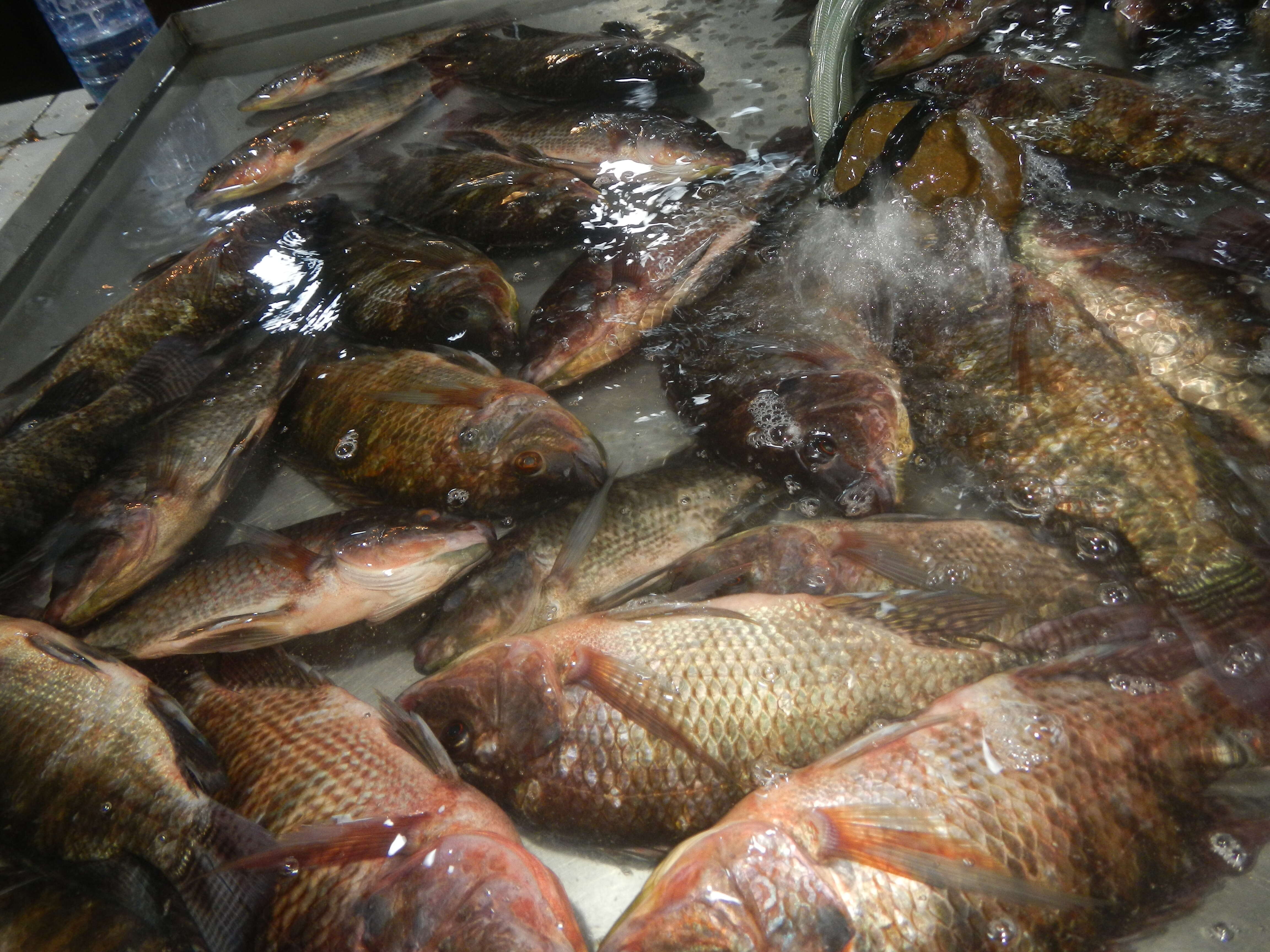 Image of Tilapia