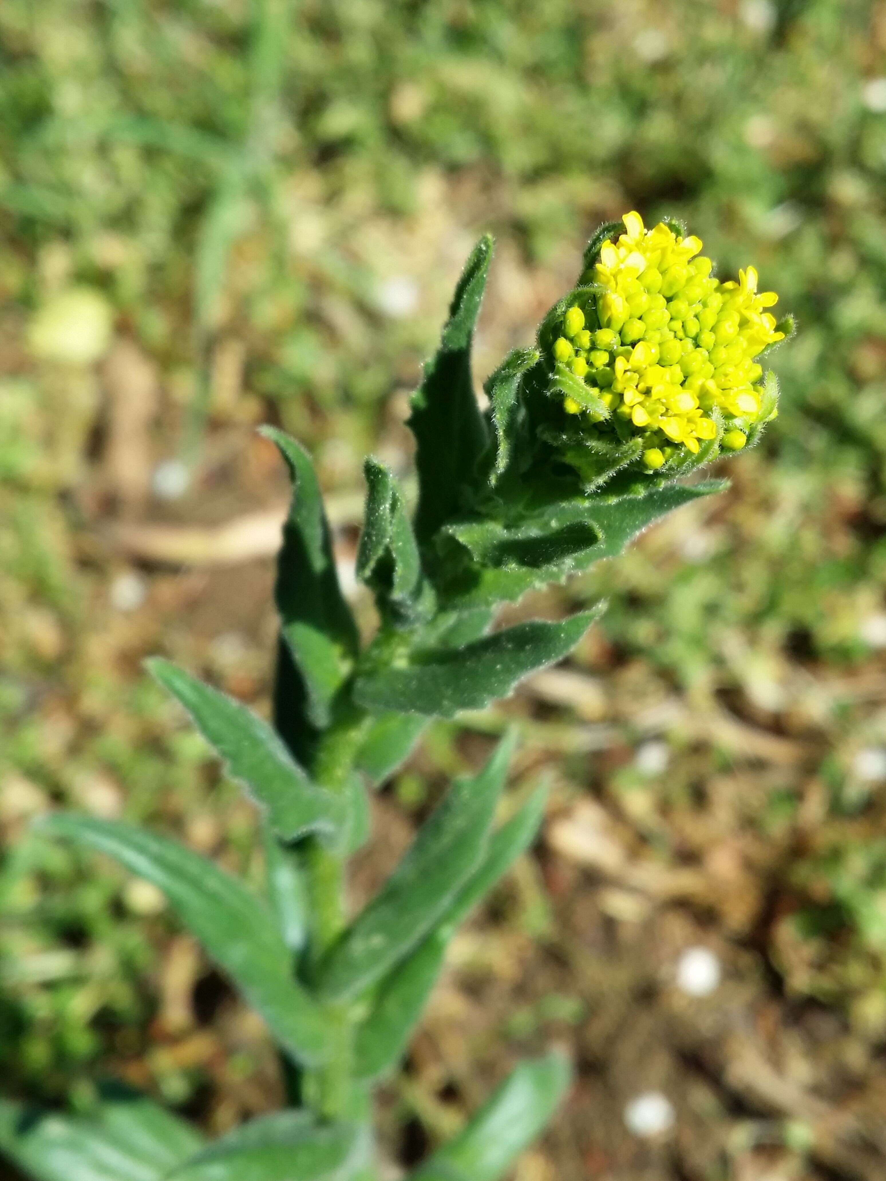 Image of ball mustard