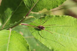 Image of Daddy longleg