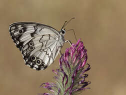 Imagem de Melanargia titea Klug 1832