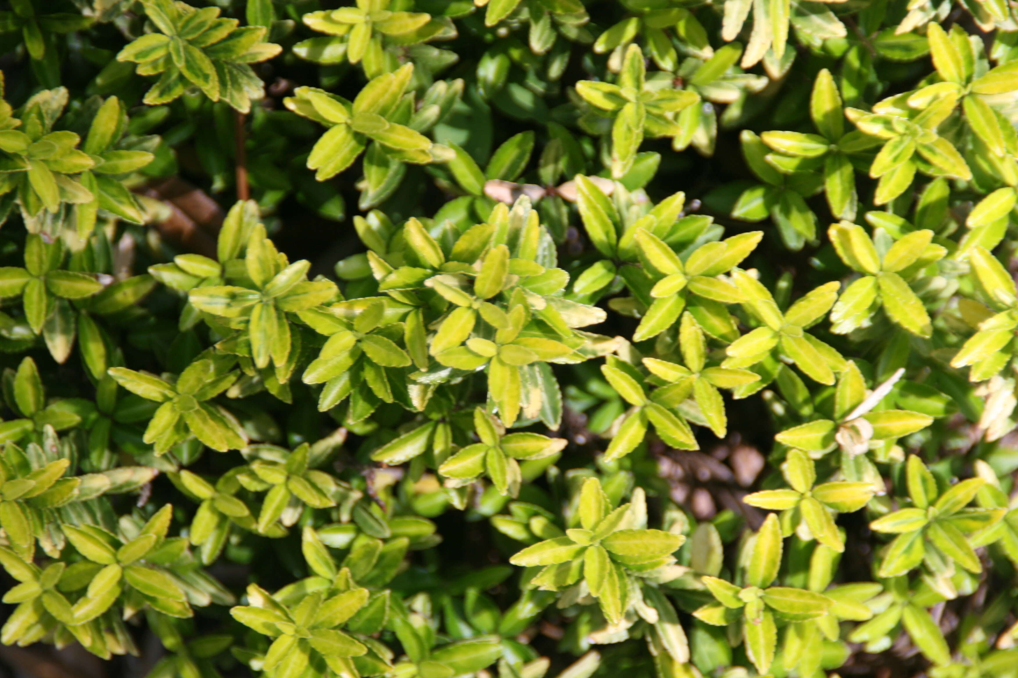 Plancia ëd Euonymus japonicus Thunb.