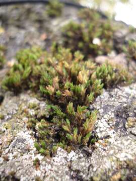 Image of Lyell's orthotrichum moss