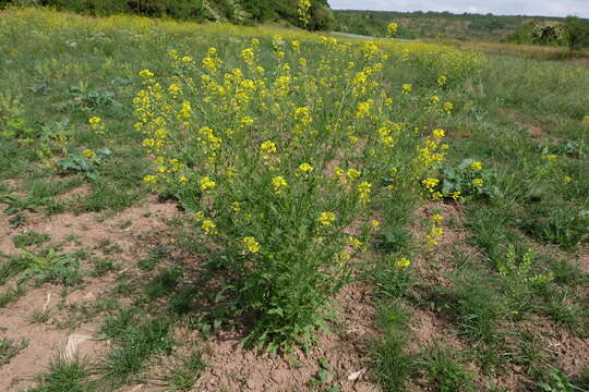 Imagem de Sisymbrium loeselii L.